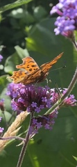Polygonia c-album