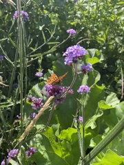 Polygonia c-album