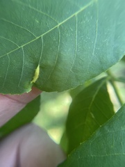 Phylloxera caryaevenae