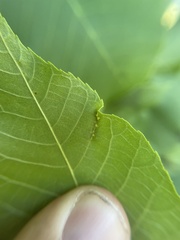 Phylloxera caryaevenae