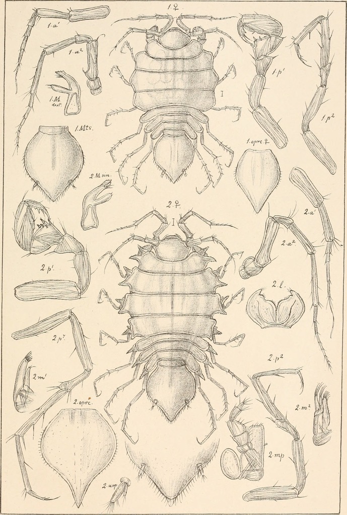 Paramunnidae