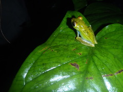 Boana rufitela