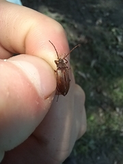 Androchirus erythropus