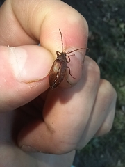 Androchirus erythropus