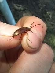 Androchirus erythropus