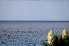 Phaethon lepturus catesbyi