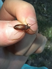 Androchirus erythropus