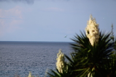 Phaethon lepturus catesbyi