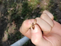 Androchirus erythropus