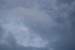 Phaethon lepturus catesbyi