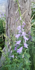 Campanula bononiensis
