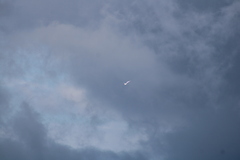 Phaethon lepturus catesbyi