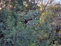 Cussonia transvaalensis