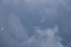 Phaethon lepturus catesbyi