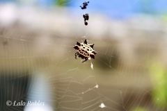 Gasteracantha cancriformis