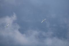 Phaethon lepturus catesbyi