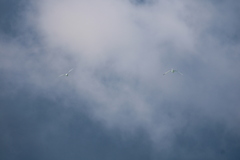 Phaethon lepturus catesbyi