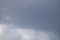 Phaethon lepturus catesbyi