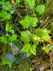 Ribes hudsonianum