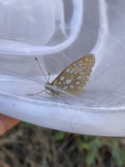 Speyeria callippe macaria