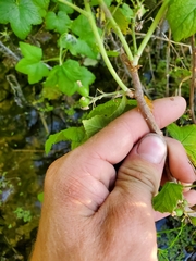 Ribes hudsonianum