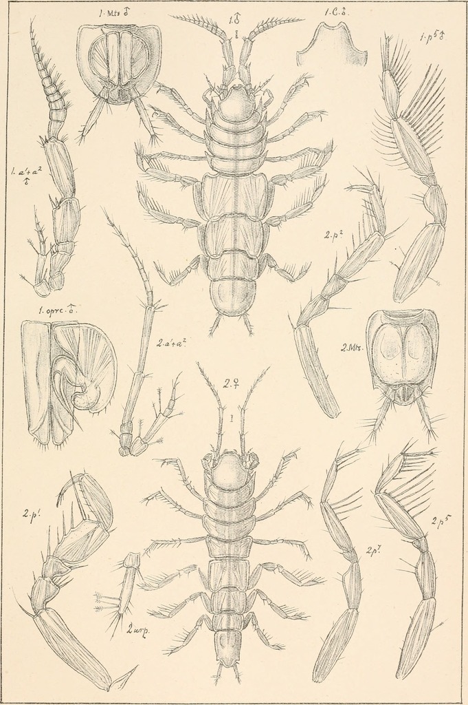 Desmosomatidae