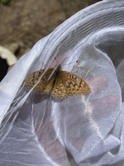 Speyeria callippe macaria