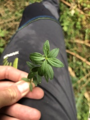 Cruciata glabra
