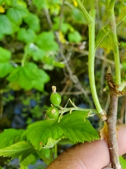 Ribes hudsonianum