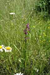 Anacamptis palustris elegans