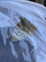 Speyeria callippe macaria