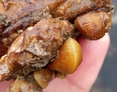Brachidontes granulatus