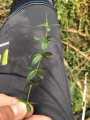 Cruciata glabra
