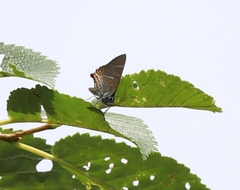 Satyrium w-album
