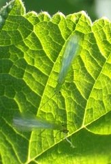 Alloperlini