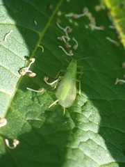 Alloperlini