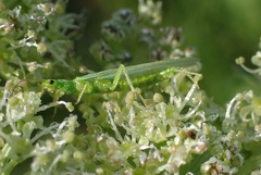 Alloperlini