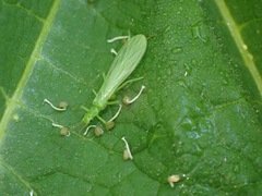Alloperlini