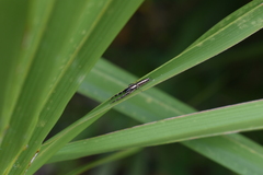 Hentzia grenada