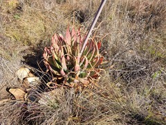 Aloe pretoriensis