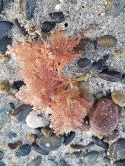 Plocamium cartilagineum