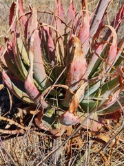 Aloe pretoriensis