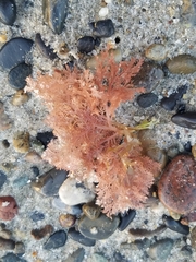 Plocamium cartilagineum