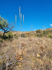 Aloe pretoriensis