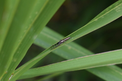 Hentzia grenada