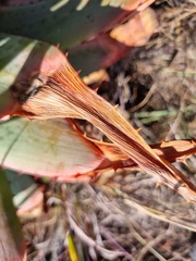 Aloe pretoriensis