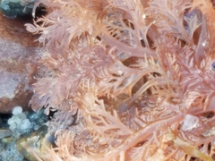 Plocamium cartilagineum