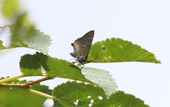 Satyrium w-album
