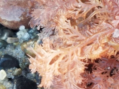 Plocamium cartilagineum