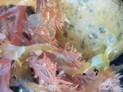 Plocamium cartilagineum